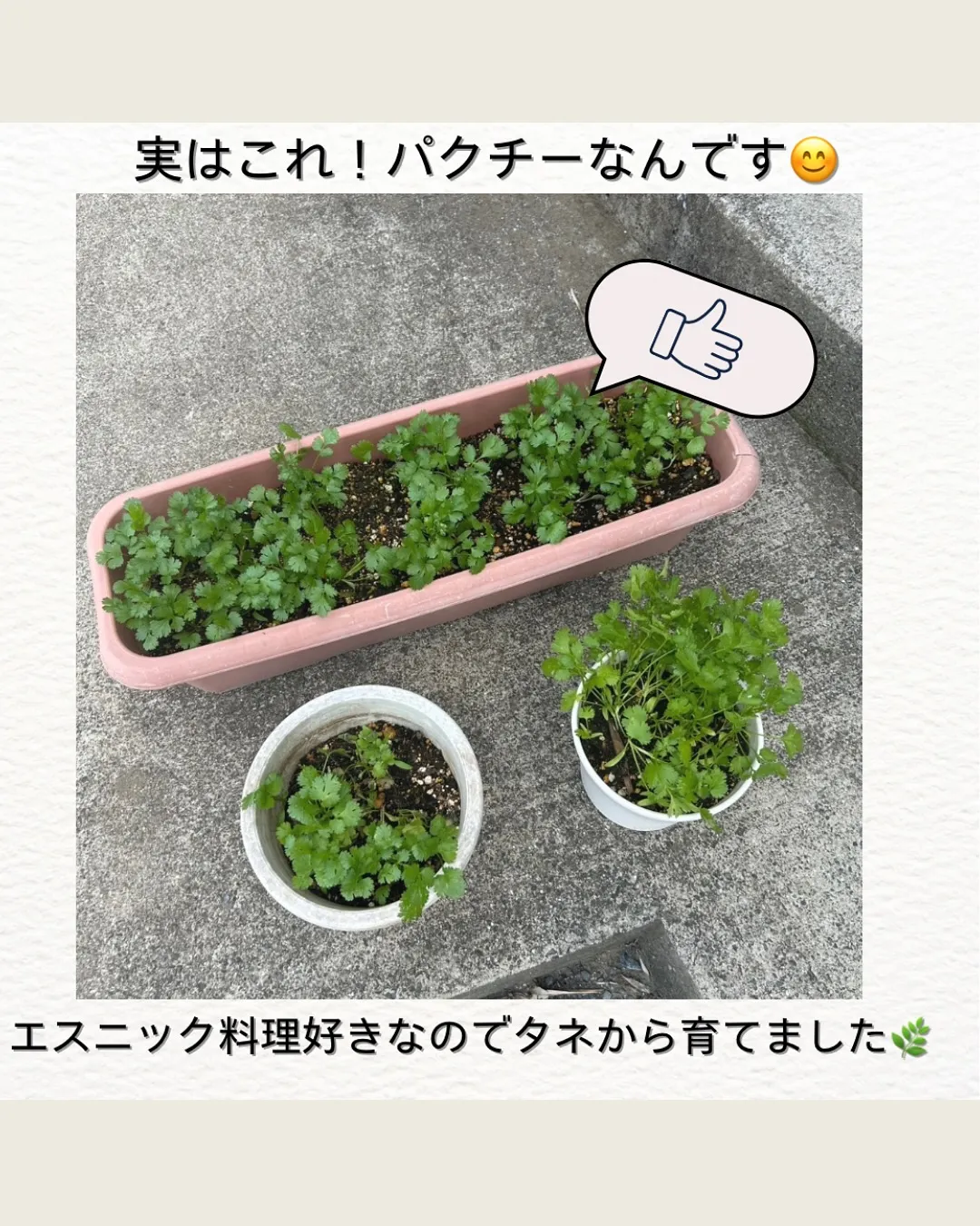 雨甲斐家の植物🪴