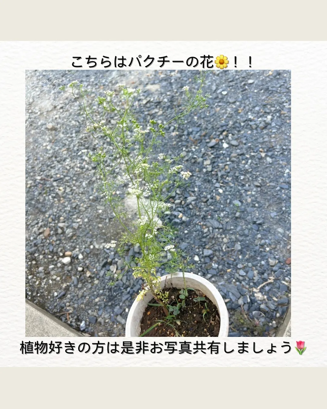 雨甲斐家の植物🪴
