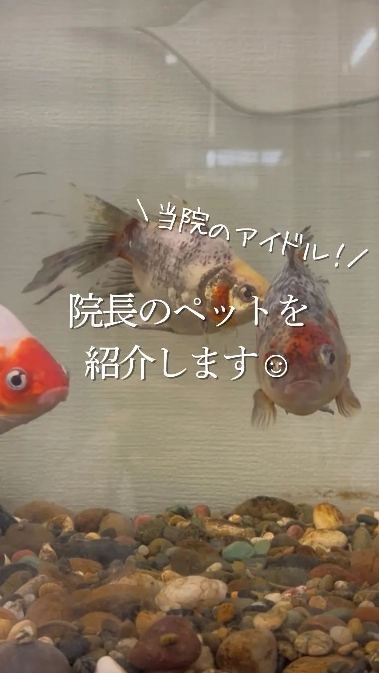 当院のアイドル⁈🐟𓂃